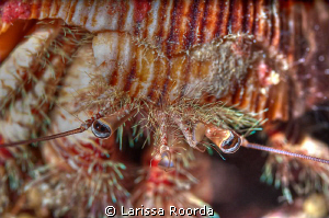 Hermit crab up close.  105mm by Larissa Roorda 